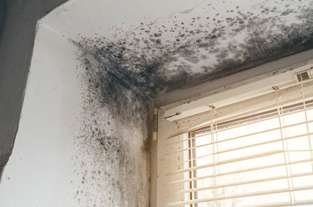 Affordable Attic Mold Remediation solutions in Fulton, NY